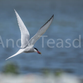 Arctic Tern