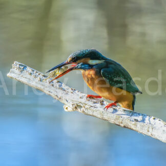 Kingfisher with a fish on a branch