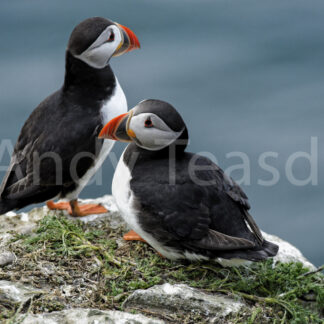 Puffins on a cliff top