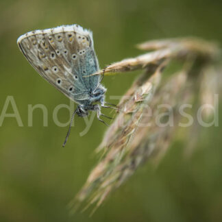 Common Blue butterfly