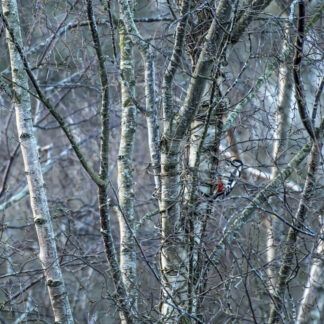 Great Spotted Woodpecker amongst the Birches