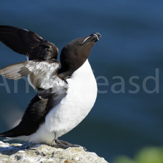 Razorbill