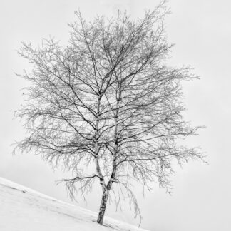 Silver Birch in snow