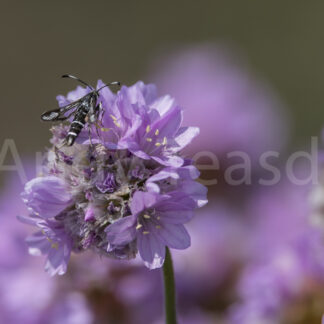 Thrift Clearwing