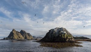 The Gannet colony to the south of Lofoten
