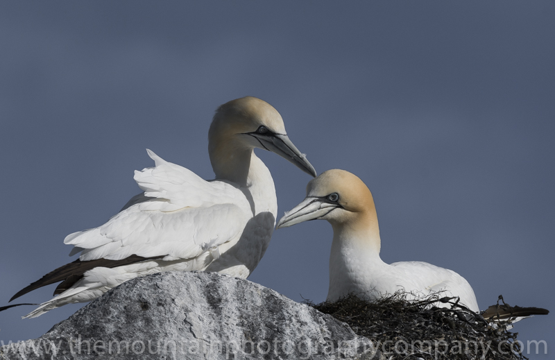 The Gannet colony