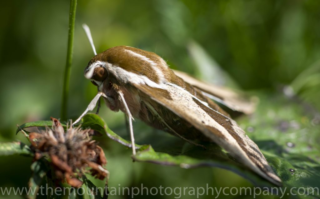 Spurge Hawkmoth